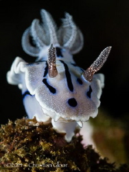 Chromodoris willani. Taken in Lembeh. by Christian Gloor 